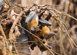 Image result for Humularia kapiriensis