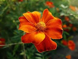 That is why so many people seek shrubs with red flowers or with orange flowers that they can grow in the yard. 31 Amazing Orange Flowers With Names And Pictures You Should See Florgeous