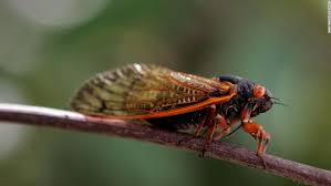 The giant cicada (quesada gigas), also known as the chichara grande, coyoyo, or coyuyo, is a species of large cicada native to north, central, and south america. Cicadas Millions Will Emerge After 17 Years Underground Cnn
