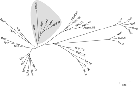 Moved temporarily the document has moved here. Offloading Role Of A Discrete Thioesterase In Type Ii Polyketide Biosynthesis Mbio