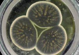 Image result for Penicillin