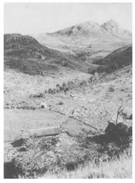 Image result for Helichrysum whyteanum