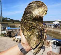 Pour les inconditionnels de l'huître. Une Huitre Geante D 1 4 Kilo Decouverte En Vendee
