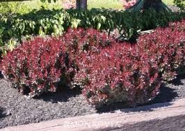 Crimson Ruby Japanese Barberry Monrovia Crimson Ruby Japanese Barberry Japanese Barberry Red Shrubs Garden Shrubs
