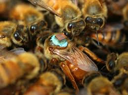 Do bees mate with flowers. Mating Makes Queen Bees Blind Interviews Naked Scientists