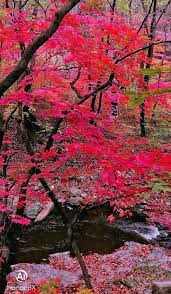 红叶醉红尘 枫乡之行随拍 5 by 一臣 500px photography pictures painting