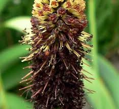 Image result for Kniphofia thomsonii