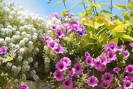 Les meilleurs arbustes à fleurs pour la chaleur et la sécheresse céanothe : Balcon Oriente Plein Sud Quelles Plantes Sont Adaptees