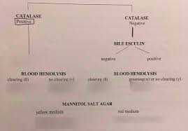 Lab 3 Gram Positive Flow Chart Diagram Quizlet