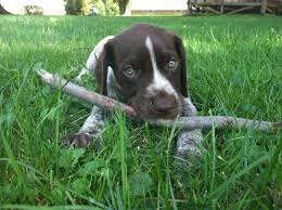 In many ways, the german shorthaired pointer is the quintessential sporting dog, as they excel in just about every hunting context imaginable. Pin By Carrie Gow On Randoms Pointer Puppies German Shorthaired Pointer Dog Puppies