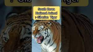 Do you know what the south korean national animal happens to be? South Korea National Symbols Animal Fruit Flower South Korea Facts Shorts Youtube
