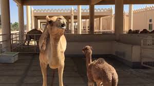 Adresse, anfahrt, bewertungen, öffnungszeiten, bilder und viele weitere informationen. Janabiyah Royal Camel Farm What Travel Sites To Visit