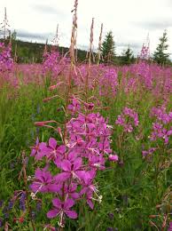 Image result for Onagraceae