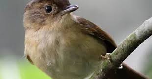 Hal ini tak mengherankan karena suara burung nightingale memang burung thrush nightingale (luscinia luscinia) mempunyai suara yang kurang lebih sama dengan burung pencarian terkait: Gambar Burung Flamboyan Jantan Dan Betina Gambar Burung Wallpaper