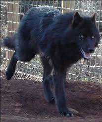 The mackenzie valley wolf is the largest wolf in the world. Wolf Species Analysis The Mackenzie River Wolf Wolf Amino Amino