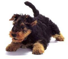 Pin By Renee Martin On I Love My Dog Airedale Puppy Dog Lovers Airedale Terrier