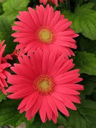 Check spelling or type a new query. Gerbera Daisy Maryland Flowers Img 7510 Amazing Flowers Beautiful Flowers Flower Seeds