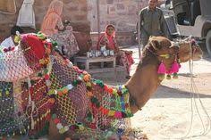 Experience the nomadic tuareg lifestyle; Camel Caravan