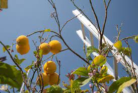 Lemon tree flowers falling off. Lemon Tree Losing Leaves Tips On Causes Solutions