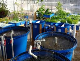 Aquasprouts garden aquaponics aquarium kit. Home Aquaponic Systems Feed Your Family Fresh Fish And Vegetables Year Round