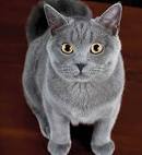 Human interaction with cats - Wikipedia