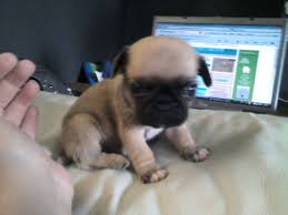 The current median price for all pugs sold is $1,125.00. Very Small Pug Puppies For Sale