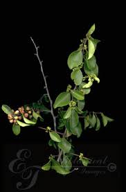 Image result for Gymnosporia buxifolia
