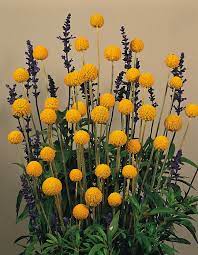 10 stems dried craspedia flower bouquet billy button balls bouquet vase fillers flower arrangement home decor. Craspedia Globosa Drumstick Appx 100 Seeds Billy Button 5060495015878 Ebay