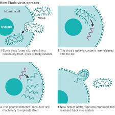 Ebola 2 is created in the spirit of the great classics of survival horrors. Why Ebola Is So Dangerous Bbc News