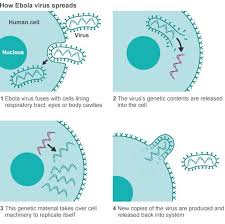 Ebola virus disease (evd), formerly known as ebola haemorrhagic fever, is a severe, often fatal illness affecting humans and other primates. Ebola Basics What You Need To Know Bbc News
