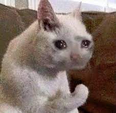 Maybe you would like to learn more about one of these? Sad Cats Album On Imgur