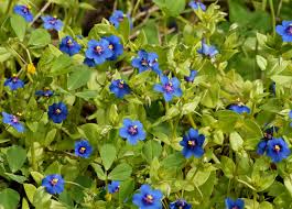 Image result for Anagallis elegantula