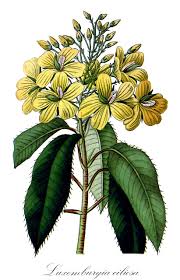 Image result for Ochnaceae