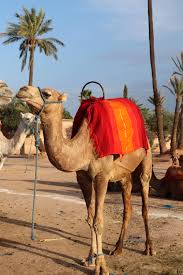 A camel ride through the desert | © tomasz dunn/flickr. Camel Riding In Morocco Sparkles And Shoes