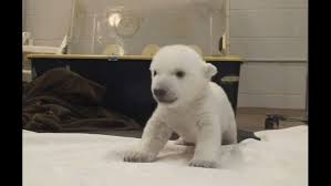 Polar bear cubs weigh as little as 0.6 kilograms at birth. Viral Video Baby Polar Bear Takes First Steps Wqad Com