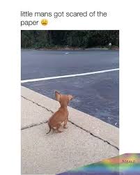 GÃ¿ Develop Your Dog S In 2020 Cute Animals Funny Animal Videos Funny Animals