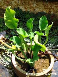 Image result for Limnocharitaceae