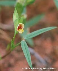 Image result for Zornia glochidiata