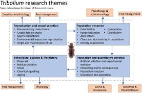 Cook's pest control customers added this company profile to the doxo directory. Tribolium Beetles As A Model System In Evolution And Ecology Heredity