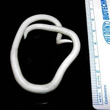Because tapeworm eggs are passed with bowel movements, a person who doesn't wash hands well after wiping and then prepares food can contaminate the the only sign of tapeworm infection may be segments of the worms, possibly moving, in a bowel movement. Intestinal Nematodes Roundworm Infectious Disease Advisor