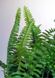 Image result for Nephrolepis