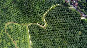 Check spelling or type a new query. 17 Tanaman Perkebunan Bernilai Tinggi