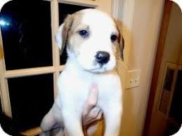 Labrador retriever, akc registered labs, mans best white lab puppies, white labrador retriever puppies, white labrador puppy, white labs, white labrador puppies. Donner Adopted Puppy Manchester Nh American Bulldog Great Pyrenees Mix American Bulldog Bulldog American Bulldog Mix