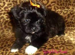 Female Shih Poo Puppies 6 Weeks Old Shih Poo Shih Poo Puppies Fur Babies