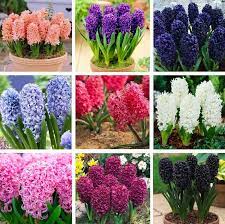 Read on to learn how to get hyacinths, as well as diy items that can be crafted using hyacinths as a see how to get hyacinths, as well as lists of hyacinth colors and hyacinth diys. Multi Color Hyacinth Flower Seeds 100pcs Pack Greenseedgarden