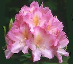 Plant Descriptions Rhododendron Rhododendron Plant Plants