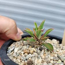 Image result for Euphorbia didiereoides