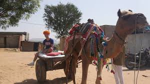 Elephant safari or you can say ride can be enjoyed at jaipur, especially at amer palace / amber fort. From The Camel Ride To A Local Village Picture Of Dera Amer Elephant Safari Jaipur Tripadvisor