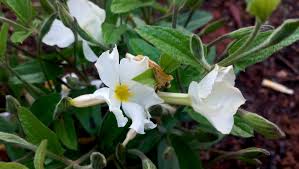 Image result for Dissotis longisepala