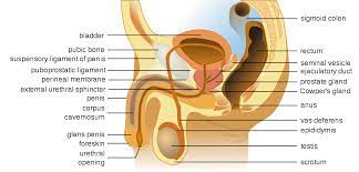 Both urine and semen pass through the penis. File Male Anatomy En Svg Wikimedia Commons